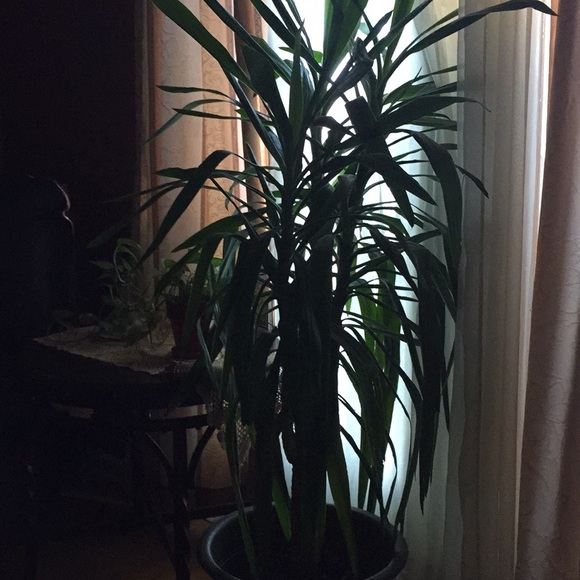 Meet your Posher, Jessica - Picture 1 of 1